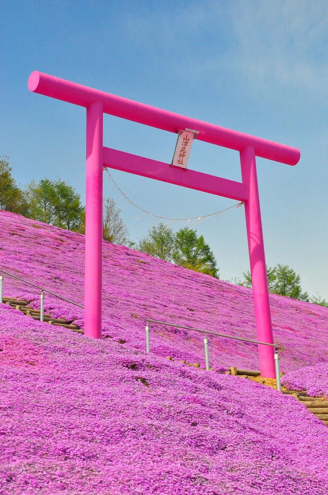 🌸 히가시모코토 꽃잔디 공원 (히가시모코토 시바자쿠라 코엔) 이미지 6